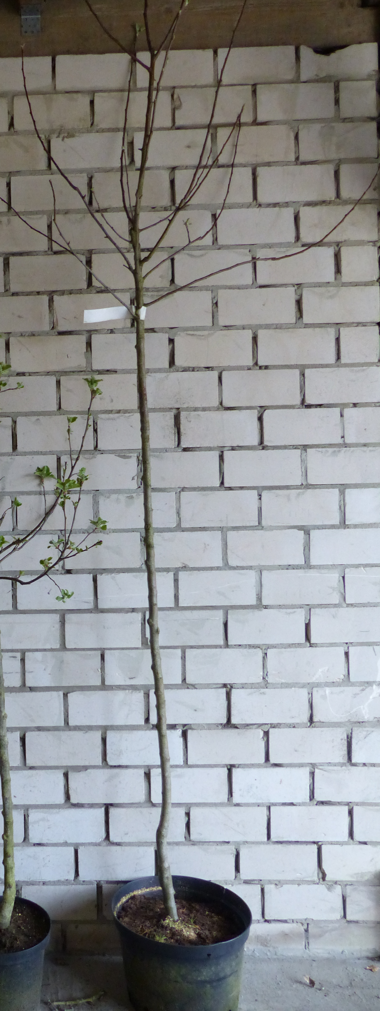 Sauerkirschen als Buschbaum im Container 40-60 cm 