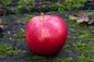 Preview: Malus 'Stern von Bühren'