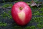 Preview: Malus 'Stern von Bühren' Frucht Foto 3