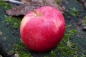 Preview: Malus 'Stern von Bühren' Frucht Foto 5