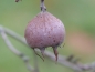 Preview: Mispel Nottingham Frucht