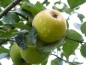 Preview: Schöner aus Lutten Frucht