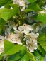 Preview: Prunus avium 'Kassins frühe Herzkirsche'