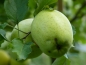 Preview: Malus 'Zuccalmagliorenette'