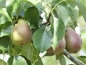 Preview: Birne 'Stuttgarter Geißhirtle' Früchte Foto