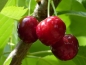 Preview: Süßkirsche 'Regina' , Bio Obstbäume