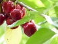 Preview: Süßkirsche 'Stella' Kirschen, Bio Obstbäume