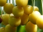 Preview: Dönisens gelbe Knorpelkirsche Bild 2