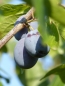 Preview: Artikelbild Prunus domestica ssp.italica 'Graf Althans Reneclaude'