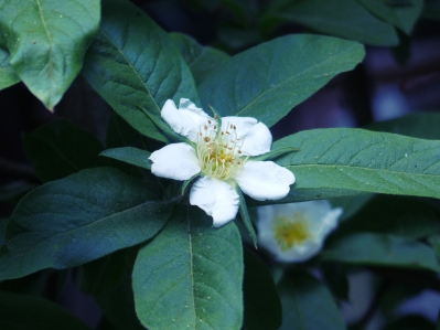 Mispelblüte