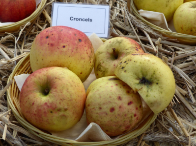 Frucht Croncels