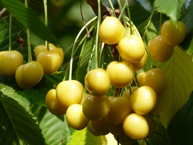 Preview: Dönisens gelbe Knorpelkirsche
