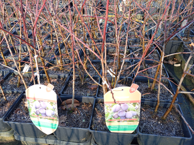 Pflanzen Wildpflaume