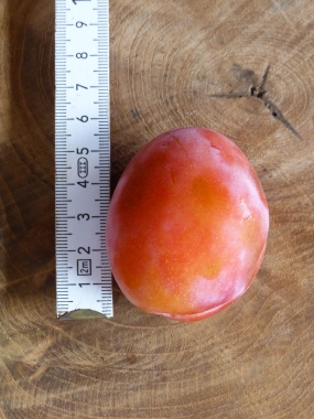 Preview: Pflaume 'Königign Viktoria' Fruchtgröße