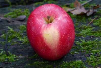 Preview: Malus 'Stern von Bühren' Frucht Foto 3