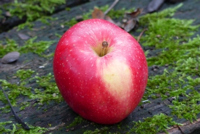 Preview: Malus 'Stern von Bühren' Frucht Foto 4