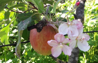 Nela Frucht