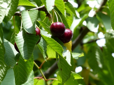 Süßkirsche 'Oktavia' Früchte