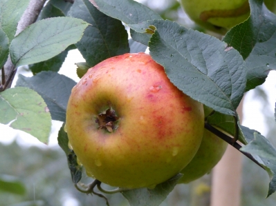 Preview: Schöner aus Lutten Frucht Bild 2