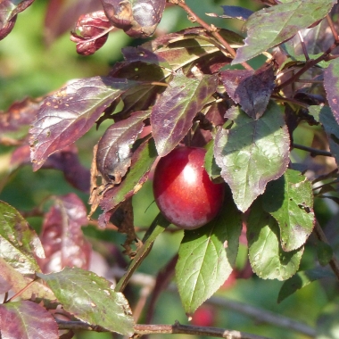 Preview: Blutpflaume Bild 2