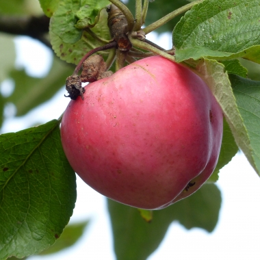 Preview: Frucht Pfirsichroter Sommerapfel Foto 2
