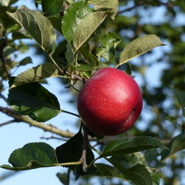 Preview: Roter Eiserapfel Frucht Foto 2
