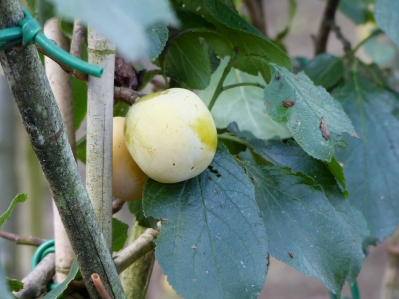 Preview: Ouillins-Reneklode3 Frucht