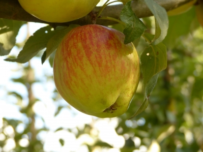 Preview: Schöner von Herrnhut Bild 3