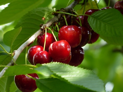 Preview: Süßkirsche 'Stella' , Früchte, Bio Obstbäume