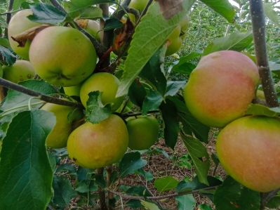 Malus 'Auralia' Frucht