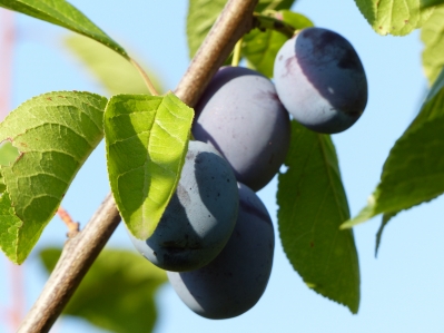 Preview: Graf Althans Reneklode Früchte