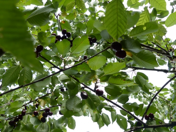 Große Schwarze Knorpelkirsche Frucht