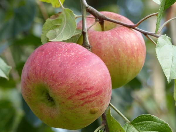 Altländer Pfannkuchenapfel Frucht