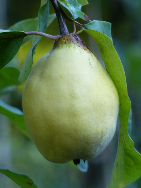 Cydonia oblonga 'Bereczki-Birnenquitte'