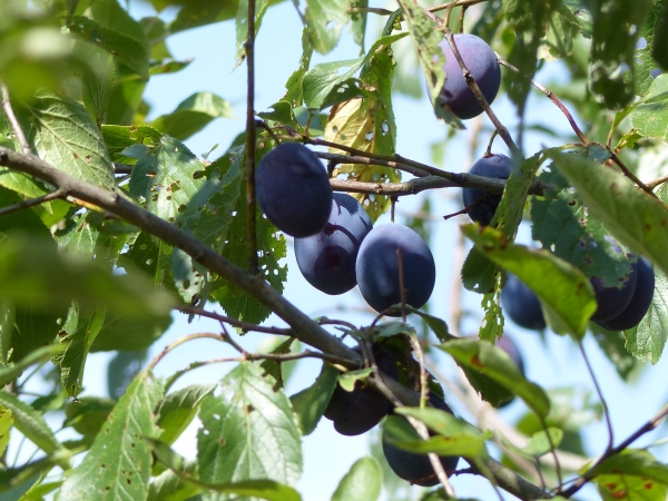 Bühler Frühzwetsche