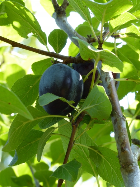 Frucht Bild Nr.2 'Cacacs Schöne'