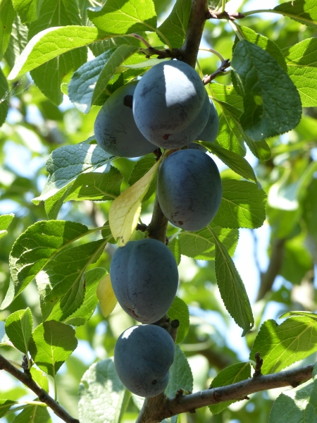 Frucht 'Cacaks Schöne'
