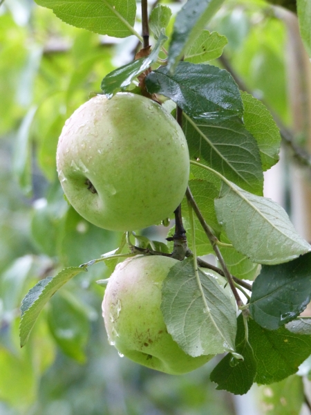 Apfel 'Celler Dickstiel'