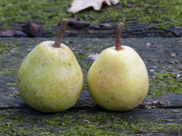 Doppelte Philipps Früchte