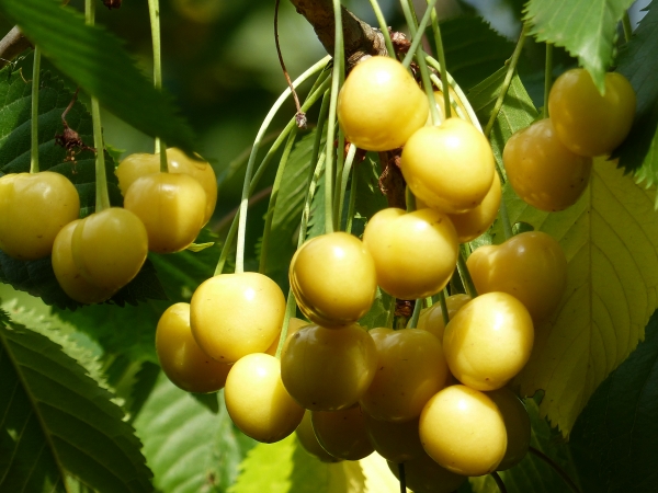 Dönisens gelbe Knorpelkirsche