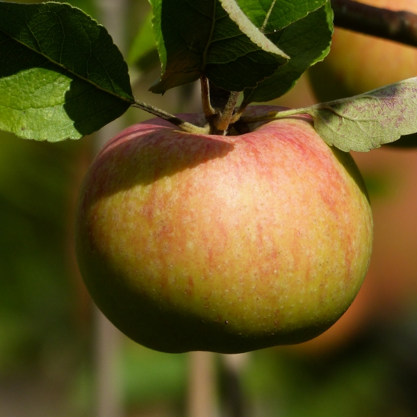 Goldrenette Freiherr von Berlepsch Frucht