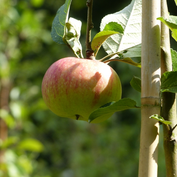 Goldrenette Freiherr von Berlepsch Frucht Foto 2