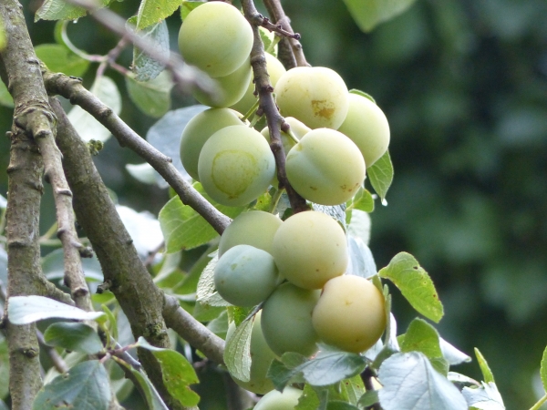 Große Grüne Reneklode