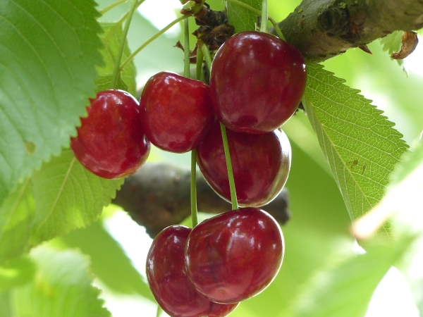 Bio Obstbäume Online Shop - Prunus 'Hedelfinger Riesenkirsche'' bio ...