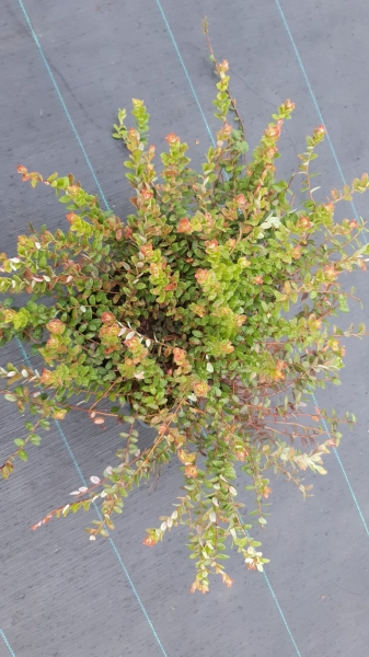 Vaccinium macrocarpon 'Stevens'