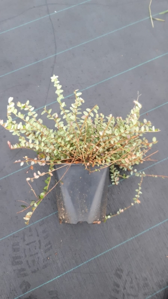 Vaccinium macrocarpon 'Stevens'