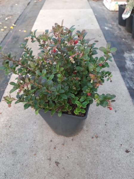 Vaccinium vitis-idaea 'Red Pearl'