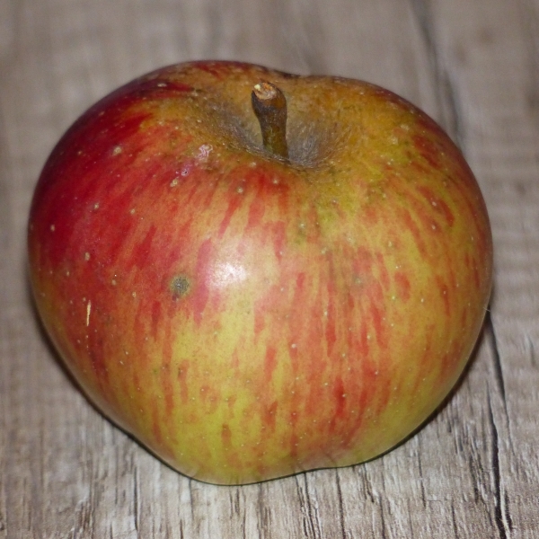 Frucht Kaiser Wilhelm