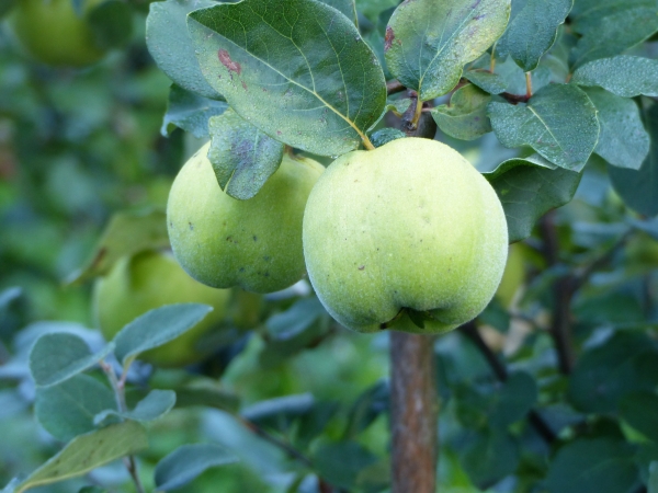 Apfelquitte Frucht