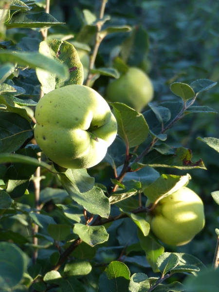 Quitte 'Konstantinopler Apfelquitte'